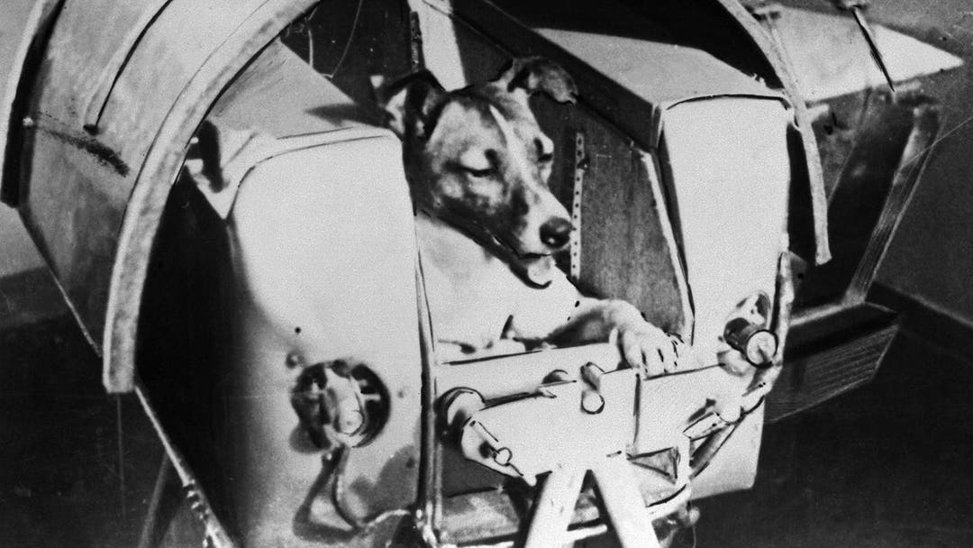 لایکا، سگ کیهان نورد روسی