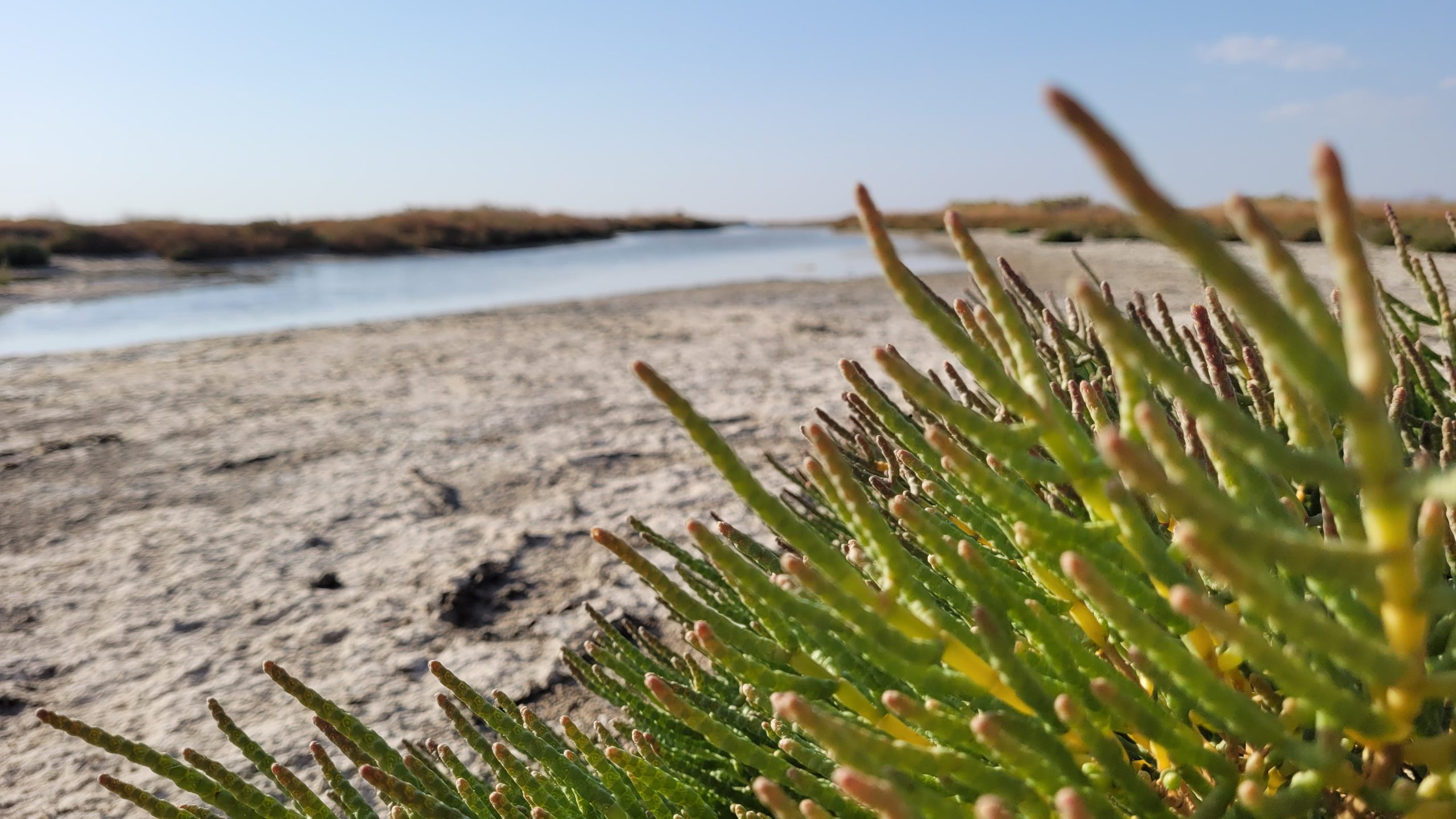 تالاب گاوخونی